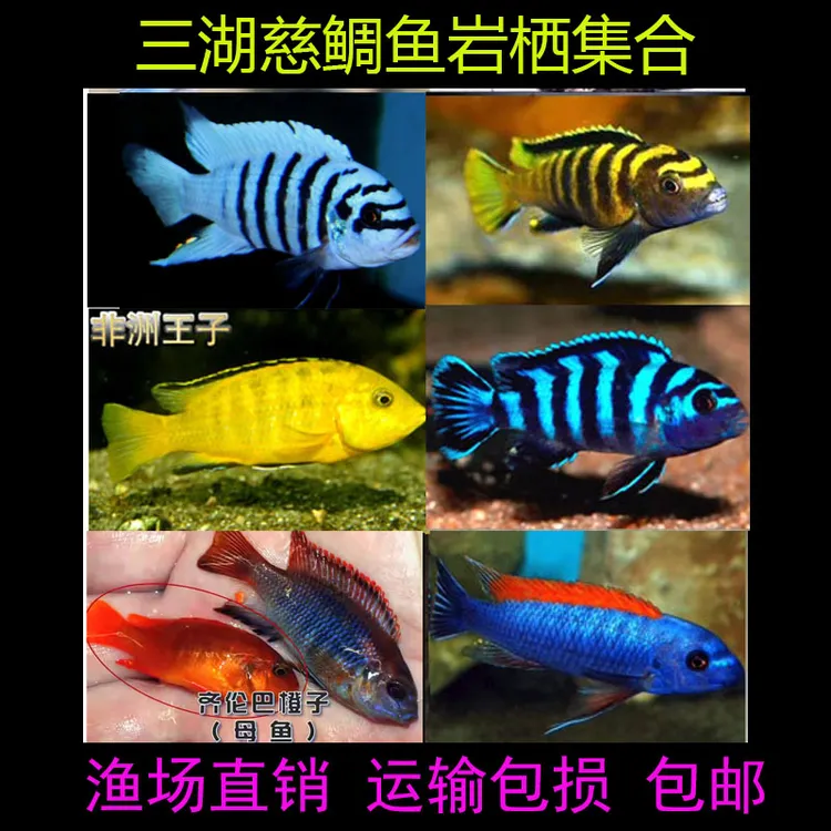 马鲷岩栖三湖慈鲷鱼黑线王子活体中小型耐养易活热带观赏鱼淡水鱼