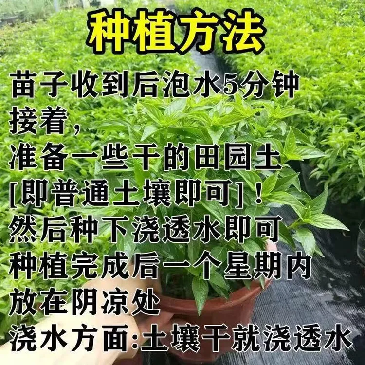 潮汕金不换苗植物罗勒叶食用调味香料三杯鸡擂茶打抛叶九层塔盆栽