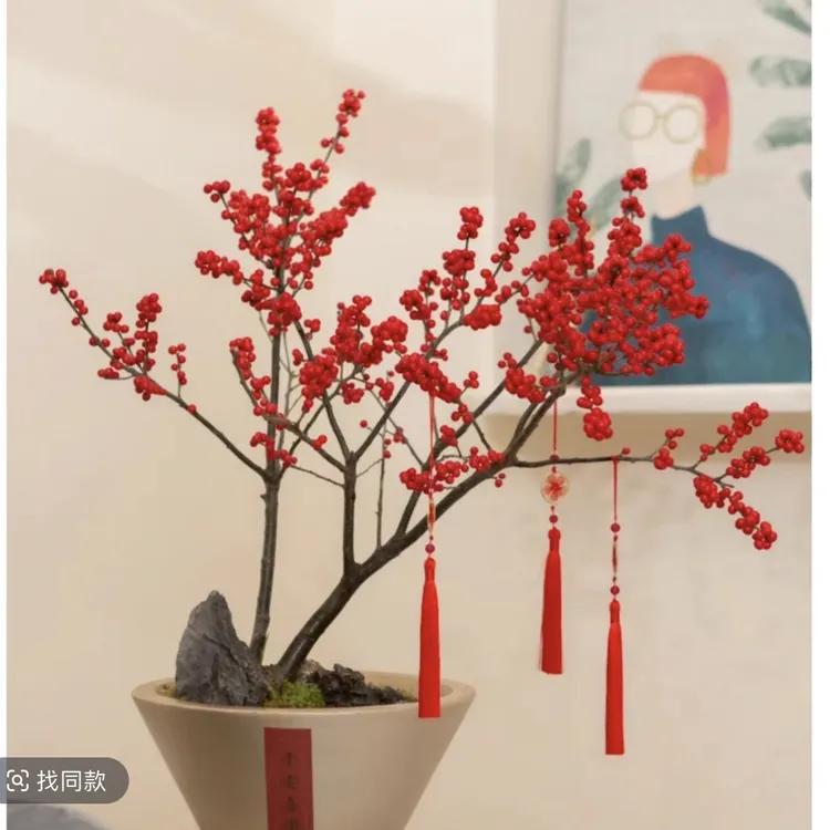 庭院阳台植物地栽盆栽北美冬青树苗南方北方种植观果耐寒绿化苗木