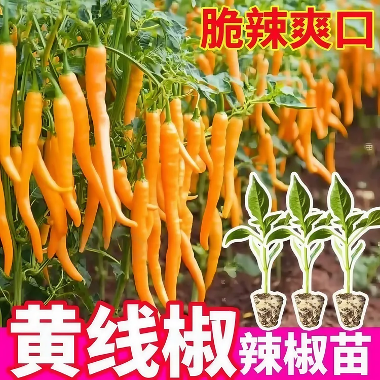 黄线椒辣椒苗秧苗带土球四季盆栽红黄辣椒种苗小米辣魔鬼椒苗巨辣