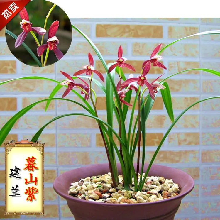 四季兰花苗建兰传统铭品暮山紫夏季秋季带花苞室内阳台花卉绿植