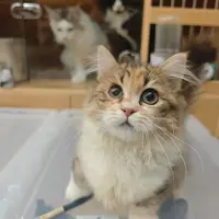 来了姊妹-棕补丁加白矮脚猫-59