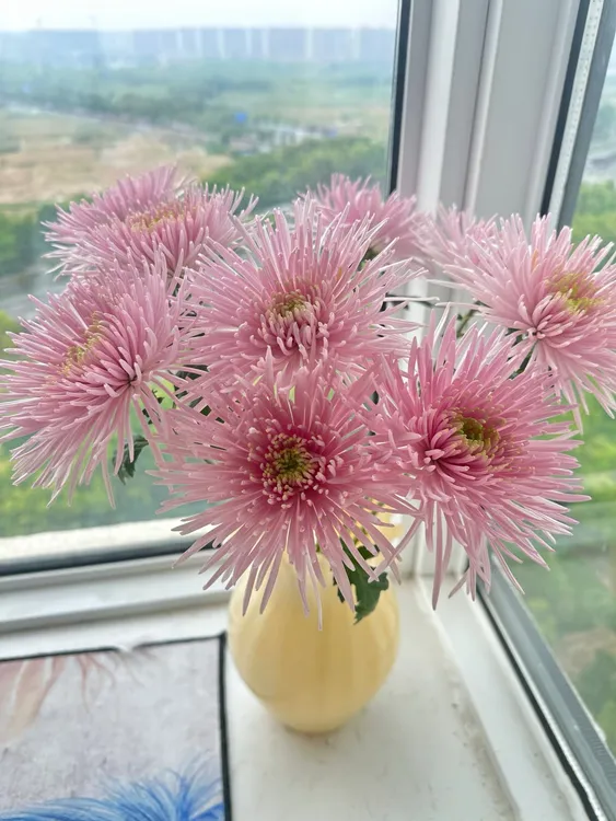 云南宛安鲜花【烟 花菊面包菊】零下温度不拍保温棉冻坏不售后