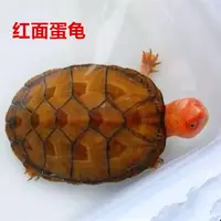 红面蛋龟 互动性好 可爱 新奇宠物