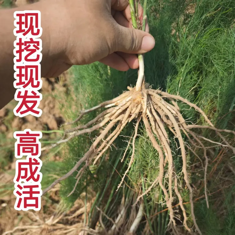 高成活芦笋苗芦笋苗根芦笋根苗四季生长可阳台陆地种植的蔬菜苗