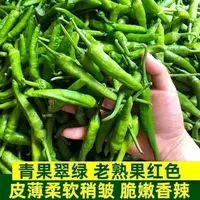 【满五包包邮】正宗樟树港椒种子高产优质辣椒种子新种春秋四季播种