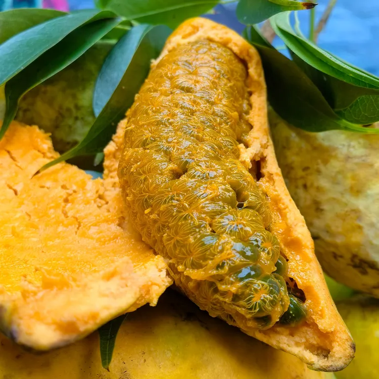 （顺丰包邮）野生新鲜九月黄应季水果拿藤包牛卵坨