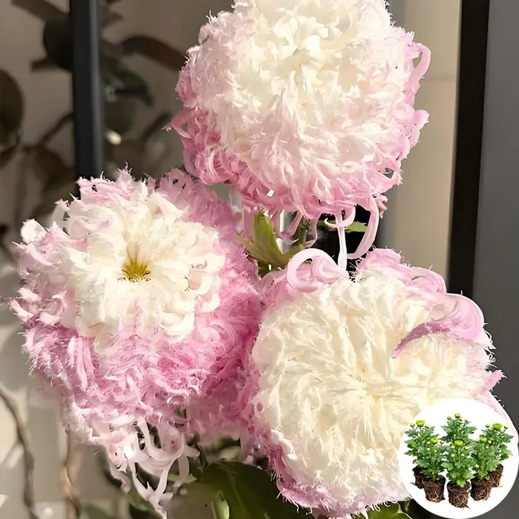 鹅毛粉黛菊室内植物花卉国华大菊系列独本菊花苗阳台九月大菊四季