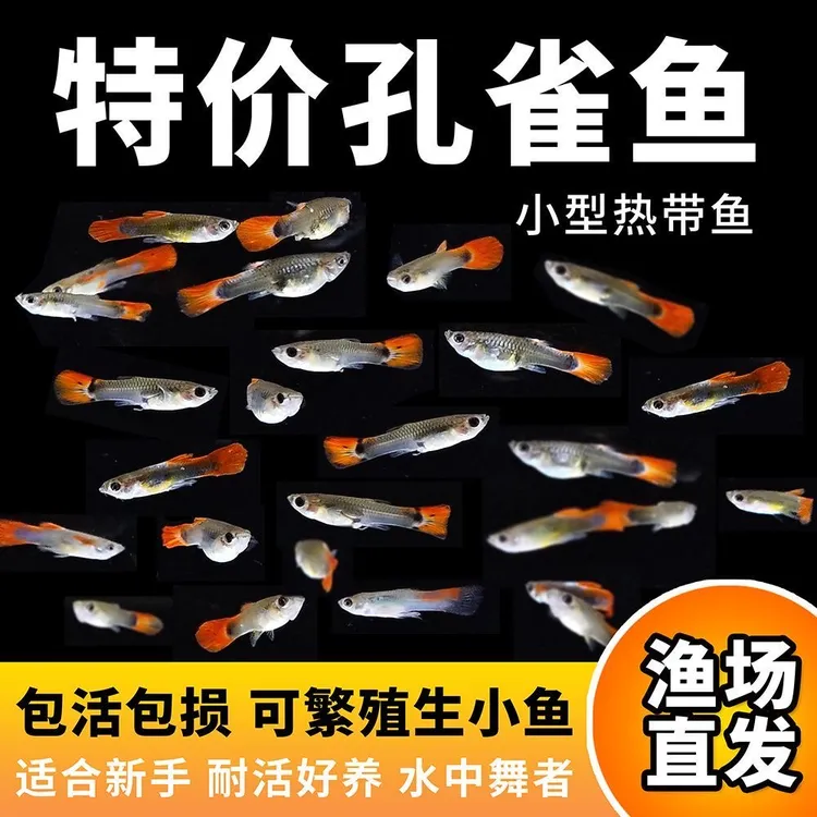 孔雀鱼鱼苗可生小鱼胎生鱼观赏鱼热带鱼热带小型好养耐活淡水 
