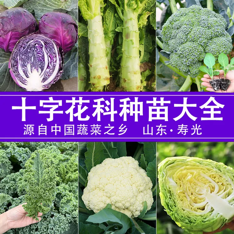 [十字花科菜苗]西兰花苗紫甘蓝菜苗秧莴笋苗羽衣甘蓝苗各种蔬菜苗