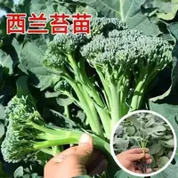 西兰苔苗秧苗芥蓝芥兰四季菜苔蔬菜种苗菜心秧苔菜西兰花四季盆栽