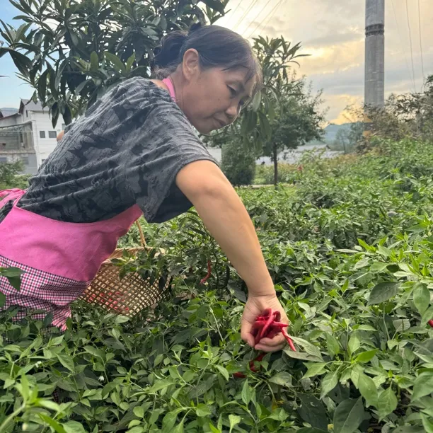 湖北恩施高山农户自家种植新鲜红辣椒青椒鲜辣椒现摘现发