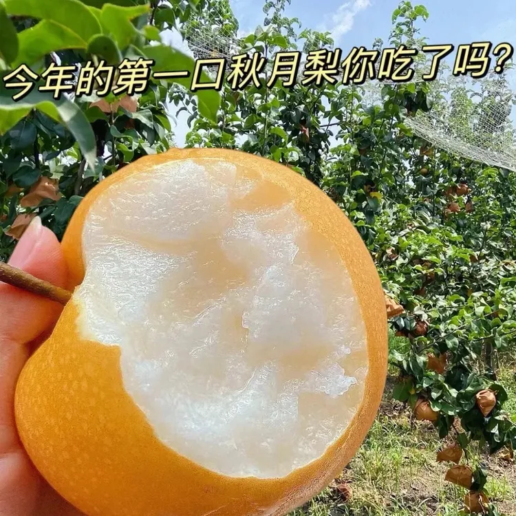 【正宗保真】山东秋月梨 脆甜多汁应季新鲜水果细腻无渣 产地直发