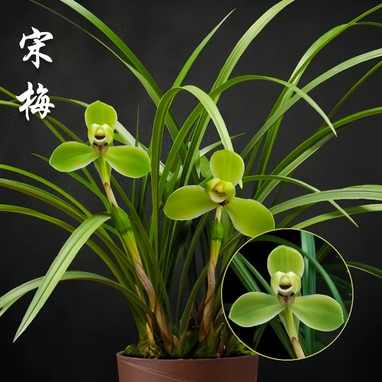 宋梅春兰兰花苗盆栽兰草名贵浓香花苞室内绿化阳台花卉绿植盆栽