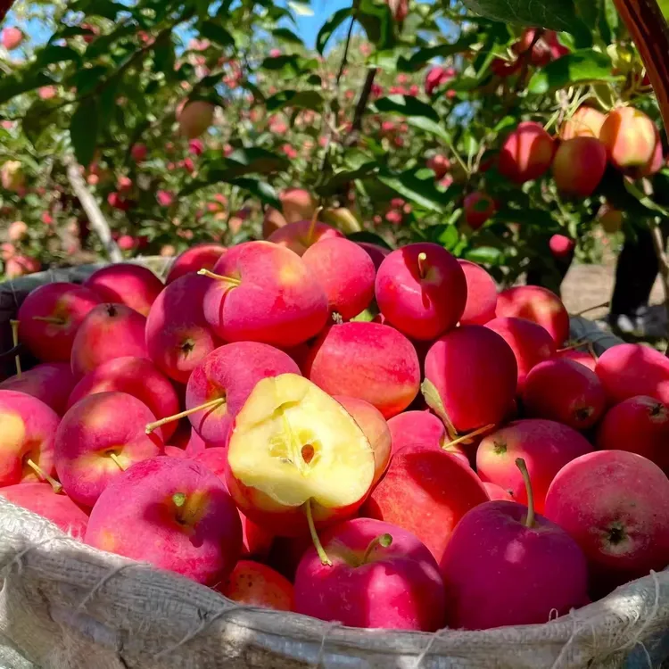 东北特产鸡心果香妃海棠当季现摘现发酸甜多汁 