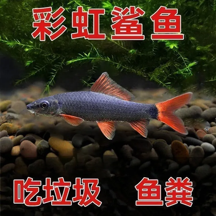 彩虹鲨清洁鱼可混养吃垃圾好养耐活热带淡水观赏鱼