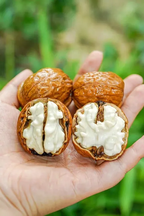 大凉山去青皮新鲜湿湿核桃新鲜核桃
