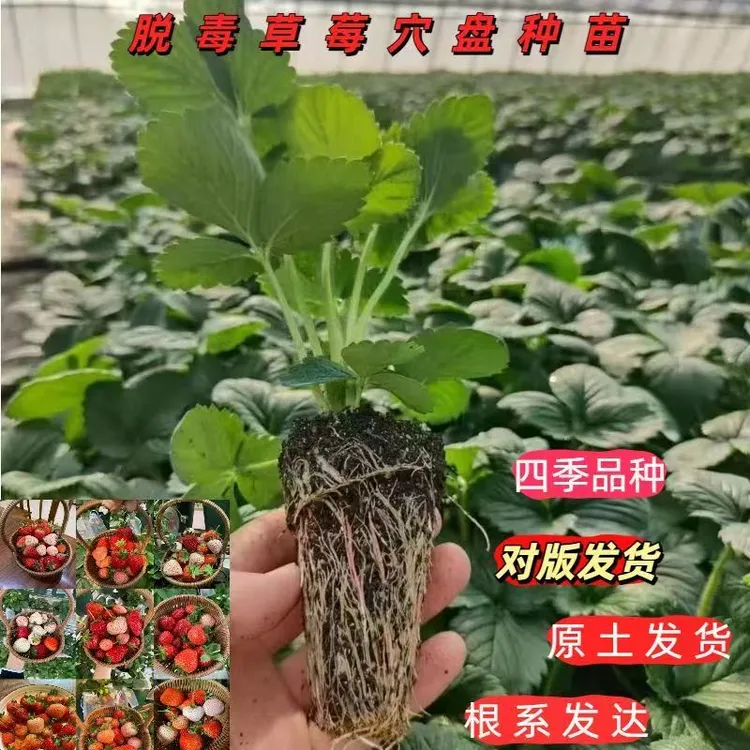 【6颗包邮】草莓苗盆栽红颜梦系列黑红色草莓苗带土种植基质穴盘苗