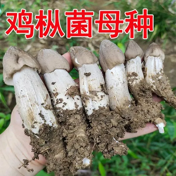 云南鸡枞菌菌种高产大脚菇斗鸡菇四季可种阳台花盆加种植技术