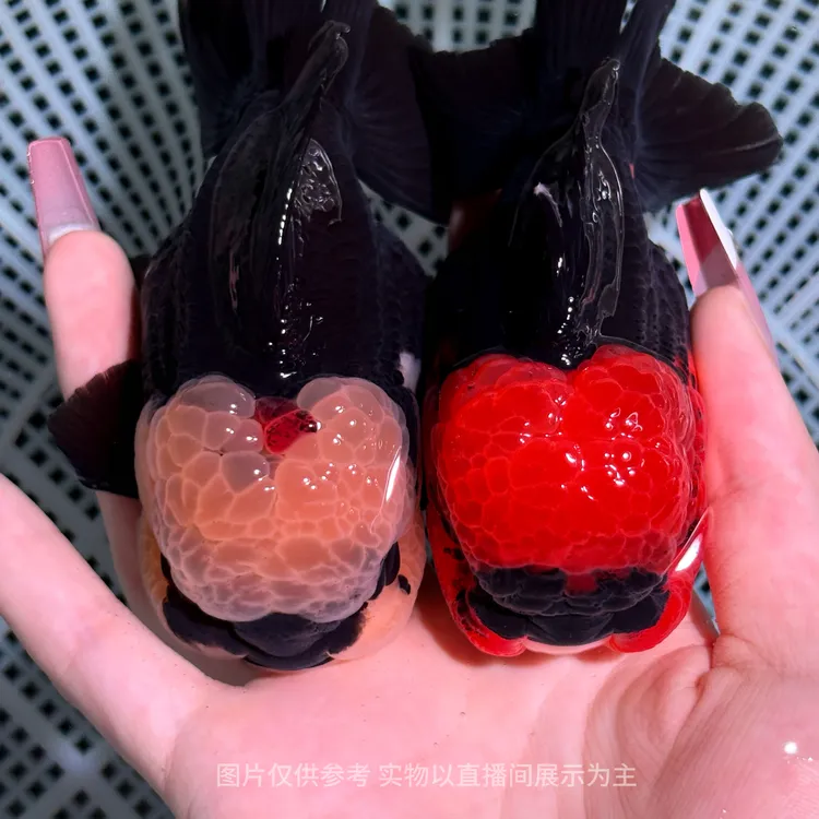 【小容金鱼】原泰玛丽泰狮将军泰狮兰寿金鱼观赏鱼活体 直播间选鱼