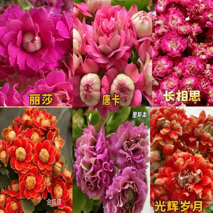 长寿小苗重瓣大花基地绿植易成活好养盆栽洛桑一代苗金狐狸花卉