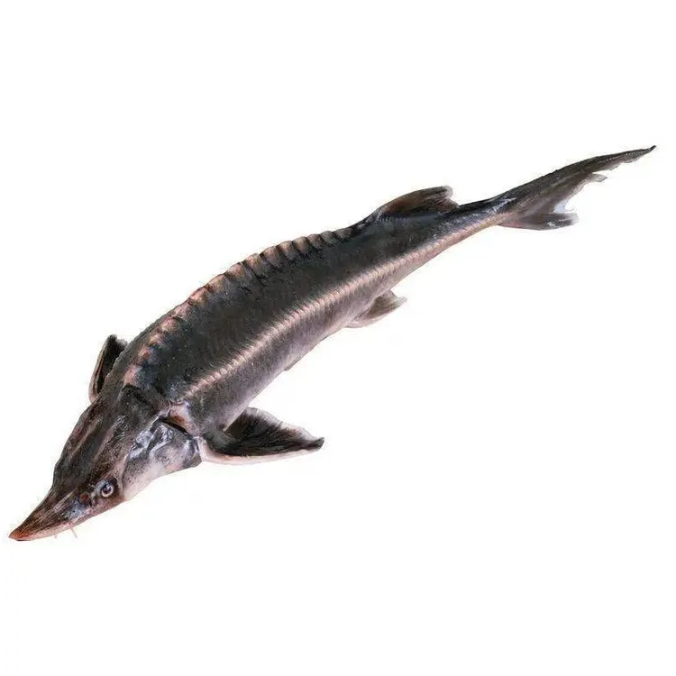 【条】寻龙抗冷抗冻鲜活发货