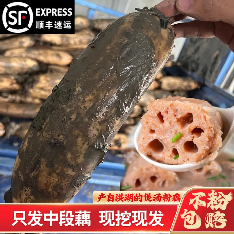 洪湖莲藕新鲜现挖糯米藕煲汤粉糯炖汤湖北特产九孔粉藕红藕