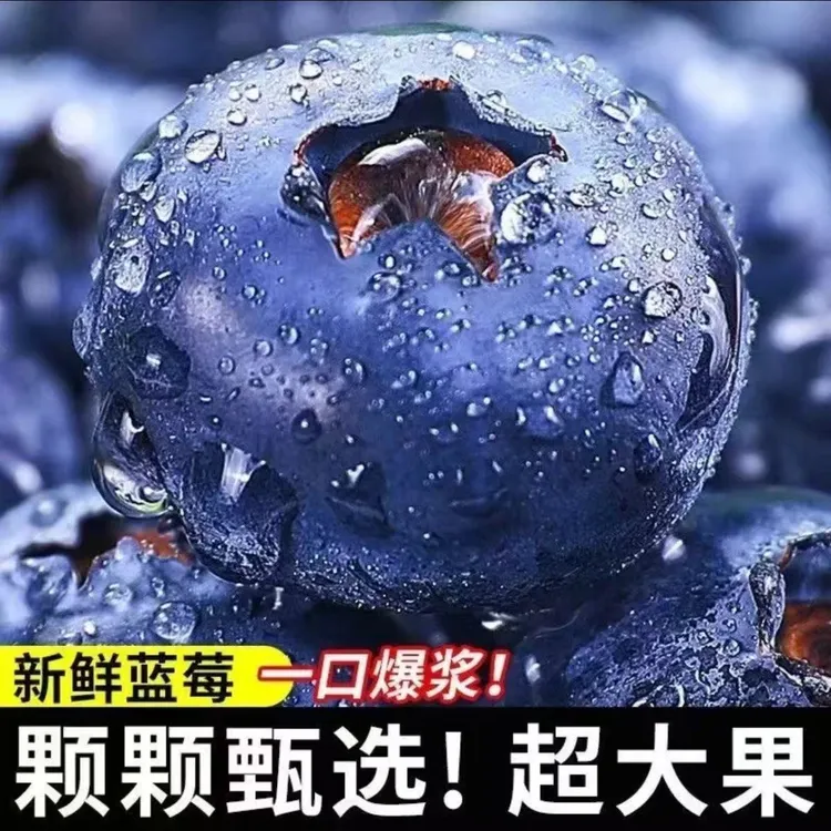 现摘特大蓝莓绵柔脆甜孕妇水果
