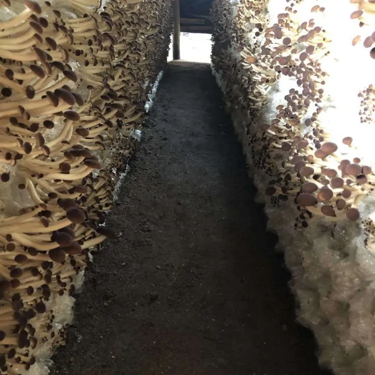 茶树菇菌种菌包家庭室内大蓬种植新鲜蘑菇农家特产食用菌菌棒