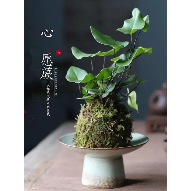 苔藓球心愿蕨禅意水培耐阴室内植物观叶桌面懒人绿植鲜活微景蕨类