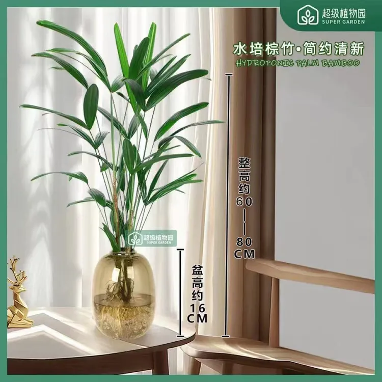 水培金山棕竹绿植盆栽室内观叶耐阴植物办公室客厅四季好养富贵竹