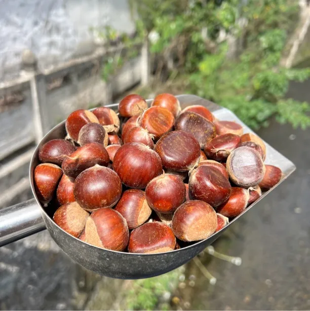 新鲜板栗高山生板栗锥栗甘甜鲜香颗颗饱满美味栗子1斤起