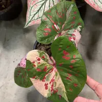 117-0915泰国发货白玫瑰