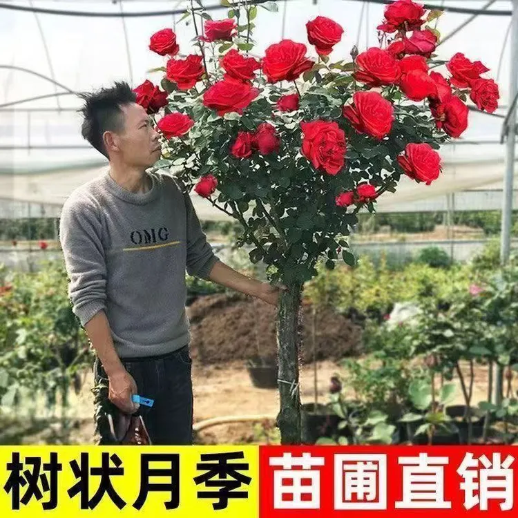 包邮到手树状月季循环开花w破损补发庭院阳台花园发南北方种植