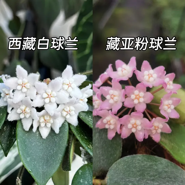 【西藏系列球兰】基地种植四季生长花开阳台办公室可选小苗容易开花