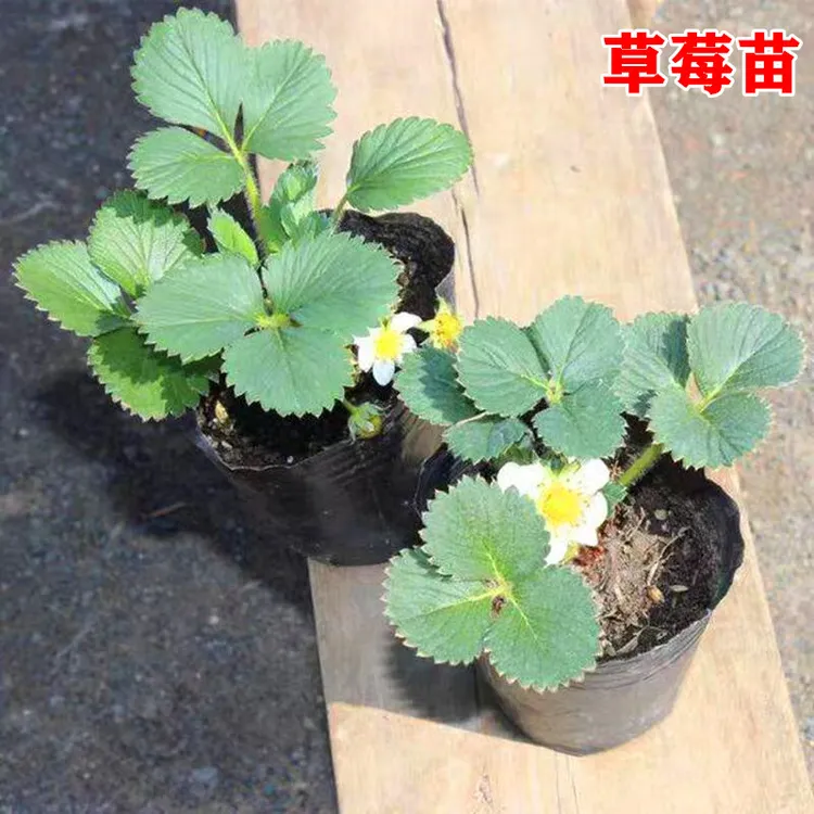 （5盆）四季奶油草莓苗99红颜草莓秧苗盆栽地载阳台种植当年结果苗