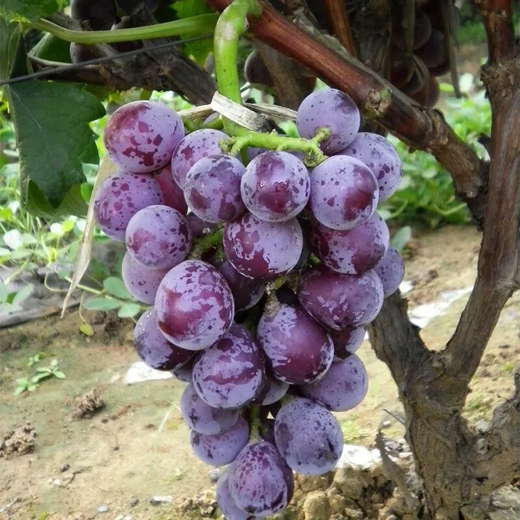 巨峰葡萄果树苖蓝宝石当年结果盆栽庭院爬藤南方北方种植