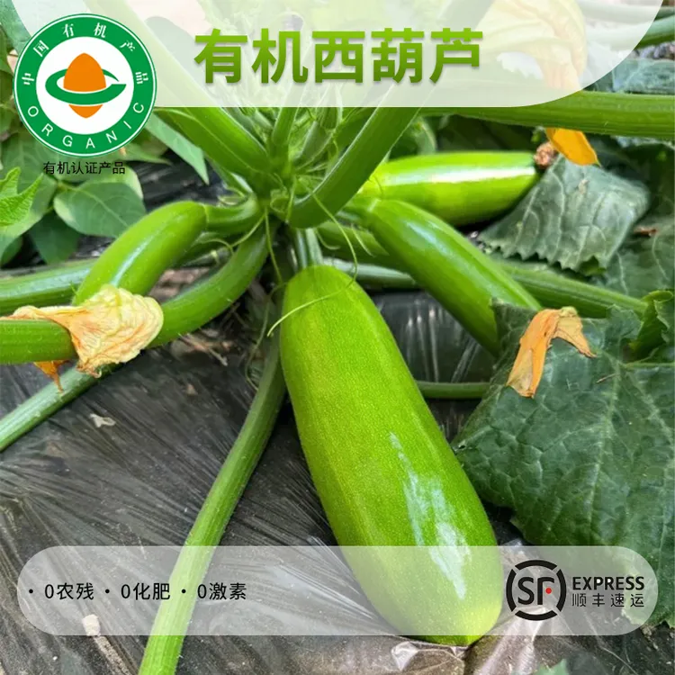 有机西葫芦，有机认证生态种植无农残 新鲜时令蔬菜 露天纯天然