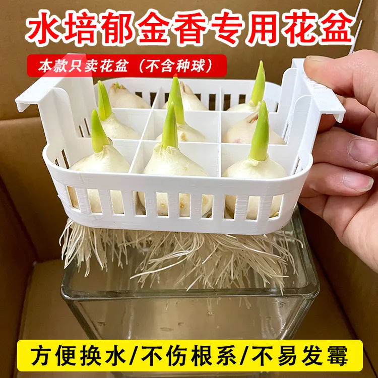 水培9个郁金香种球专用花盆带定植篮方便换水玻璃器皿不含种球