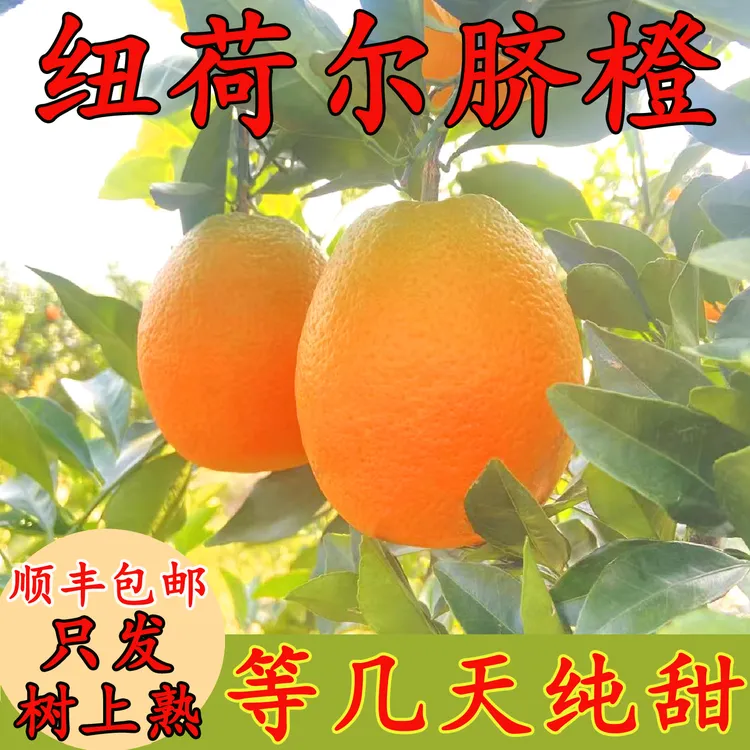橙子新鲜10斤大果水果榨汁专用当季整箱手剥橙孕妇现摘纽荷尔脐橙