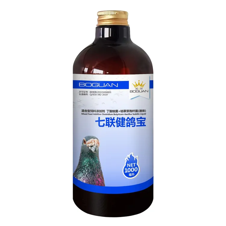 白鸽子搏冠七联健鸽宝yatta birlaxma axkazan gohiri【新疆包邮】