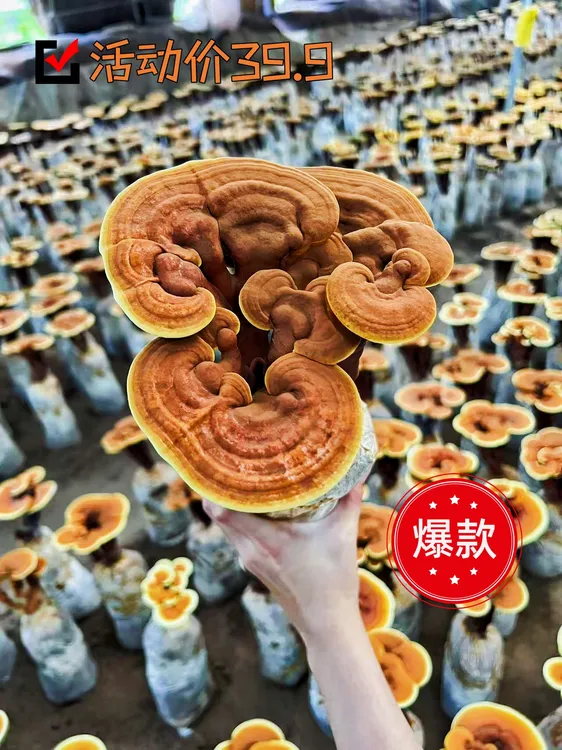25年新花活体灵芝花桌面摆件单层喷水生长懒人盆景四季植物基地发