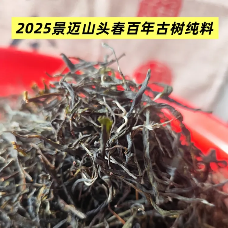 云南普洱茶景迈山头春古树生茶，芽叶肥硕冰糖甜韵花香回甘好散茶