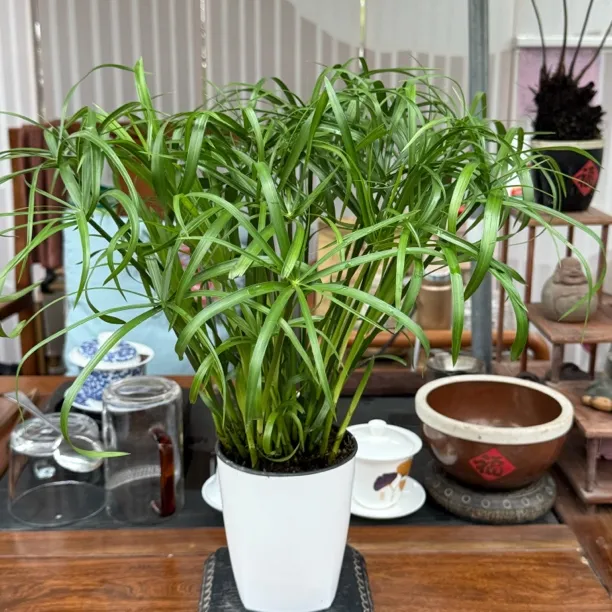水生水培土培植物风车草鱼缸水缸池塘水竹四季常青