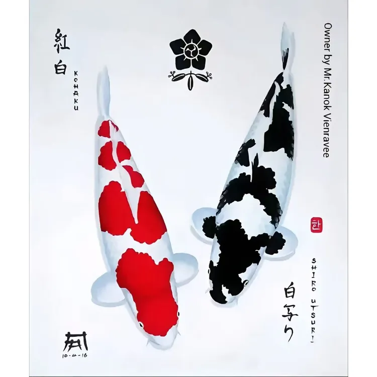 水叮叮体型粗壮好养耐活的红白大正赤目芥子宽体高背巨型观赏锦鲤