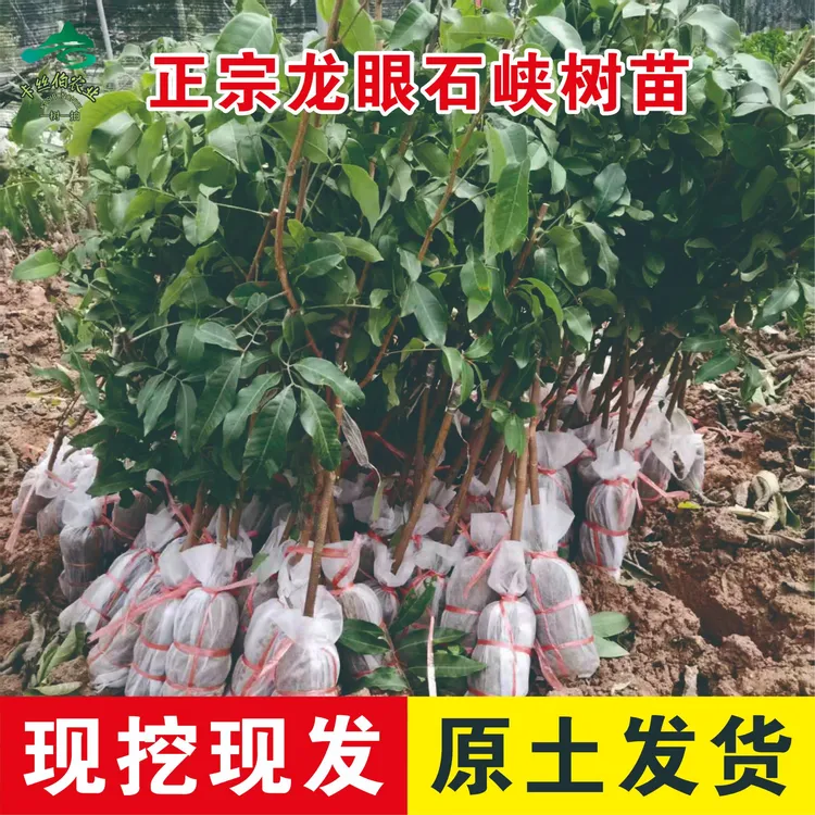 广西龙眼树苗石硖龙眼树苗双季龙眼树苗储良龙眼树苗原土带叶直发