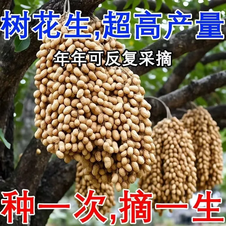长在树上的花生四季花生种子大粒高产高油花生树种四季可种
