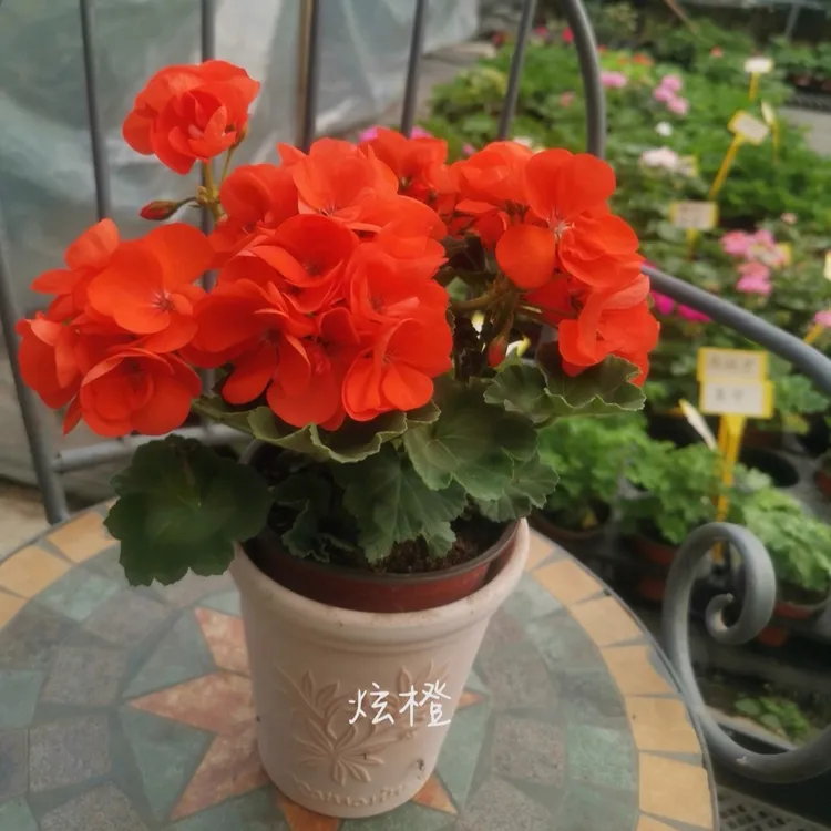 【炫橙】直立天竺葵中苗带花苞四季开花室内阳台好养花卉