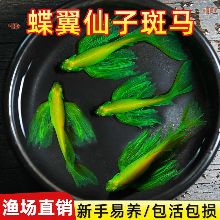长鳍长尾大蝶翼斑马鱼（单拍混搭各种规格）耐低温耐高温适合新手养
