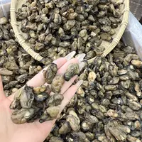 【蚝豉干】台山特产淡晒生蚝干蚝士海蛎子干珍珠蚝干250g/500g